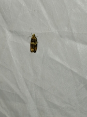 Celypha flavipalpana