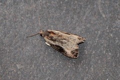 Olethreutes inornatana