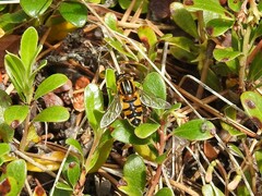 Helophilus neoaffinis