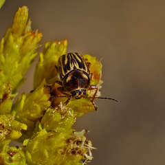 Cryptocephalus spurcus