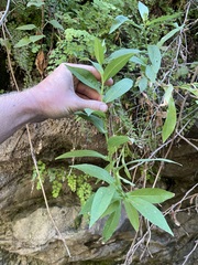 Symphyotrichum greatae