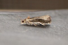 Olethreutes inornatana