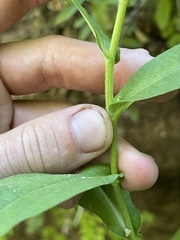 Symphyotrichum greatae