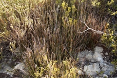 Hypodiscus procurrens