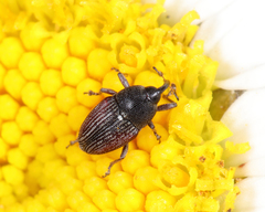 Odontocorynus umbellae