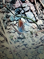 Brephidium exilis