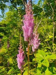 Astilbe chinensis
