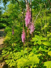 Astilbe chinensis