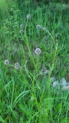 Centaurea scabiosa
