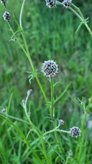 Centaurea scabiosa