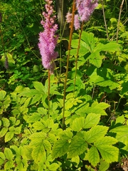 Astilbe chinensis