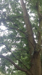 Thaumetopoea processionea