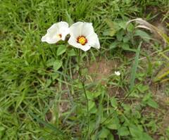 Sida linifolia