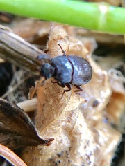 Blapstinus castaneus