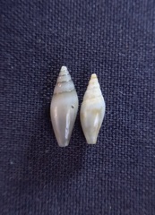 Parviterebra brazieri