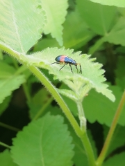 Euthyrhynchus floridanus
