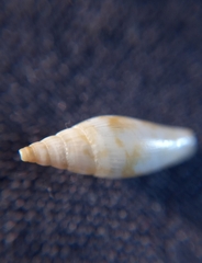 Parviterebra brazieri