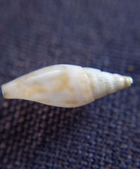 Parviterebra brazieri