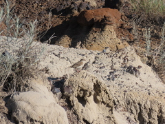 Pooecetes gramineus confinis