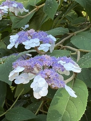 Hydrangea aspera