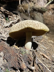 Xerocomellus rainisiae