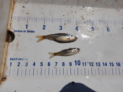 Notropis stramineus