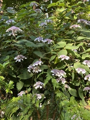 Hydrangea aspera