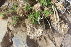 Plectocephalus chilensis