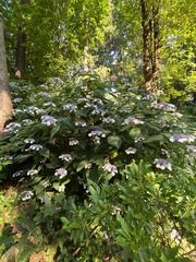 Hydrangea aspera