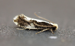 Monopis dorsistrigella