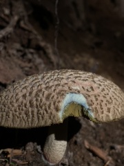 Xerocomellus rainisiae