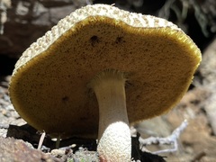 Xerocomellus rainisiae