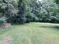 Odocoileus virginianus