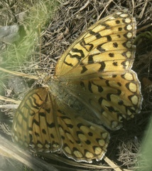 Speyeria callippe nevadensis