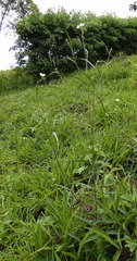 Sida linifolia