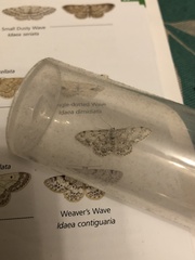 Idaea contiguaria
