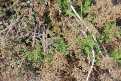 Plectocephalus chilensis