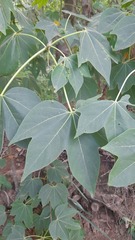 Gyrocarpus