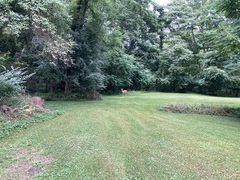 Odocoileus virginianus