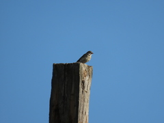Pooecetes gramineus confinis