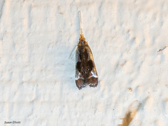 Dichomeris ochripalpella