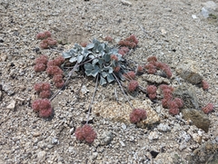 Eriogonum lobbii