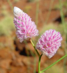 Ptilotus calostachyus