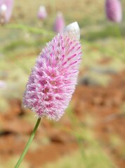 Ptilotus calostachyus