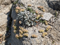 Eriogonum lobbii