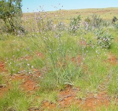 Ptilotus calostachyus