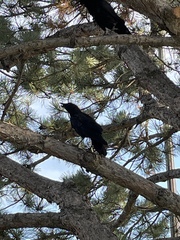Corvus brachyrhynchos