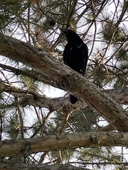 Corvus brachyrhynchos