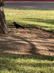 Corvus brachyrhynchos