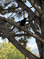 Corvus brachyrhynchos